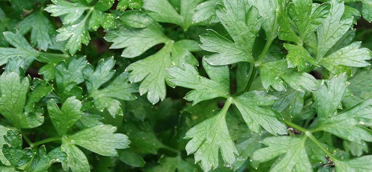 Italian of flat leaf parsley