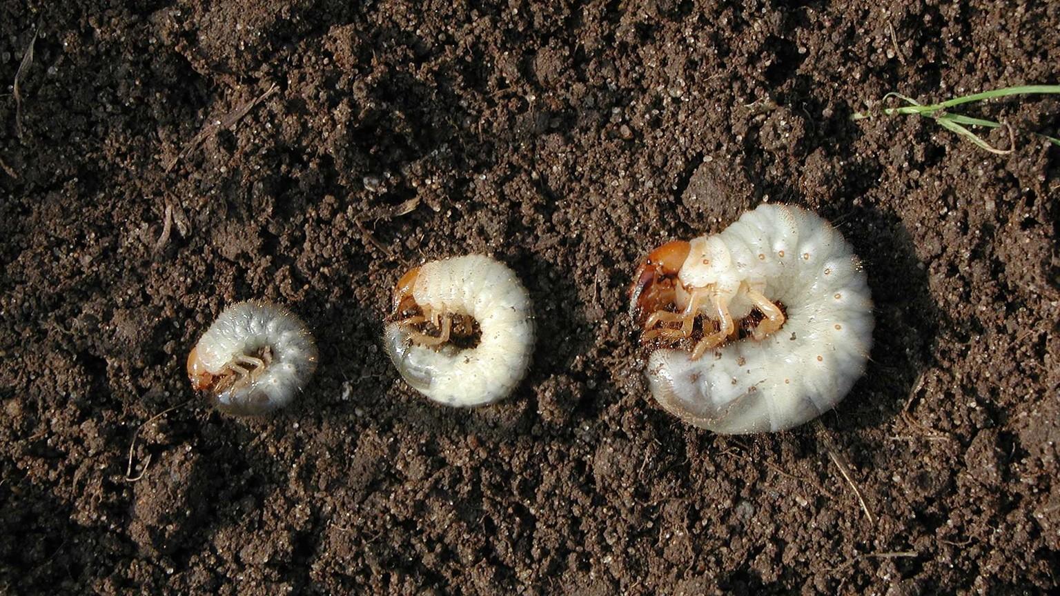 beetle grubs