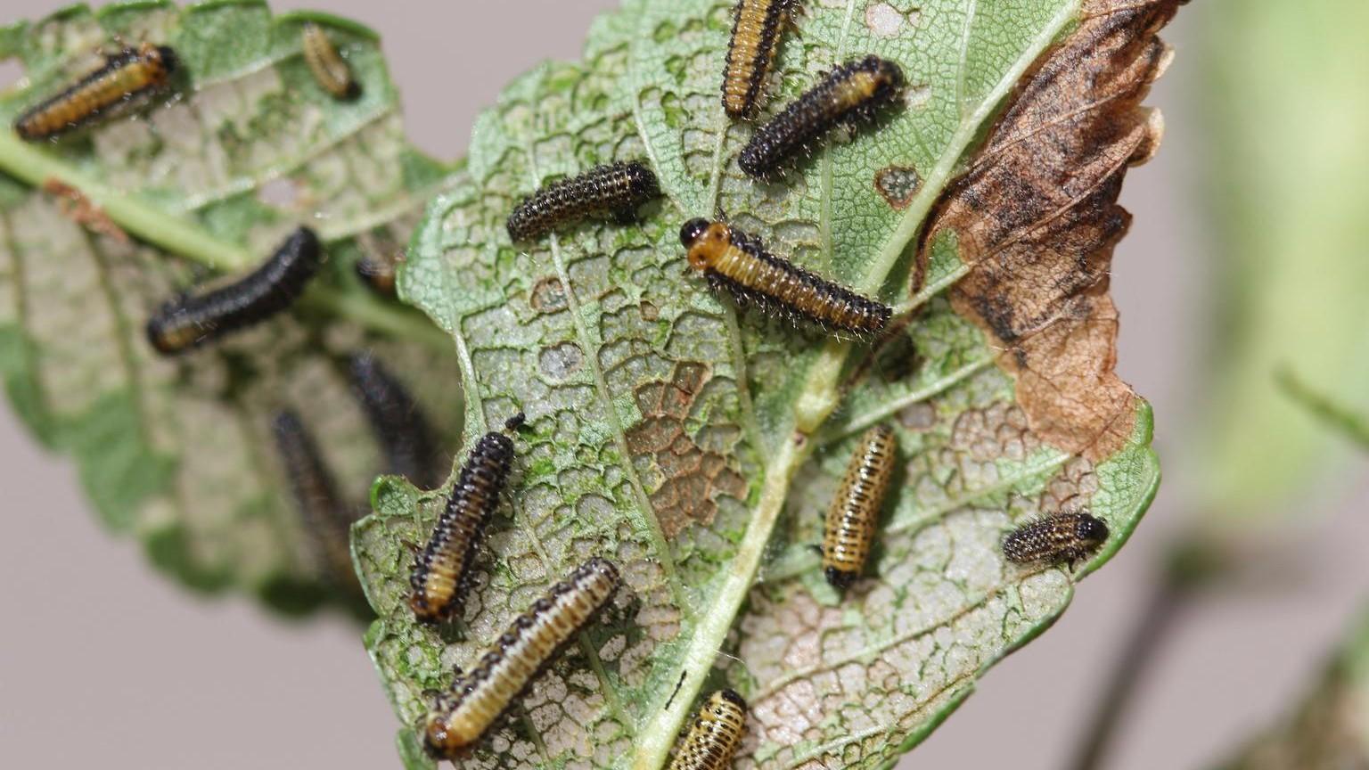 elm leaf beetles