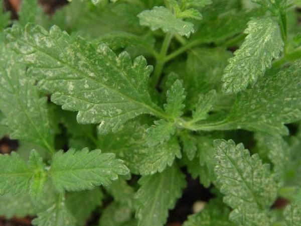 thrips damage on verbena foliage