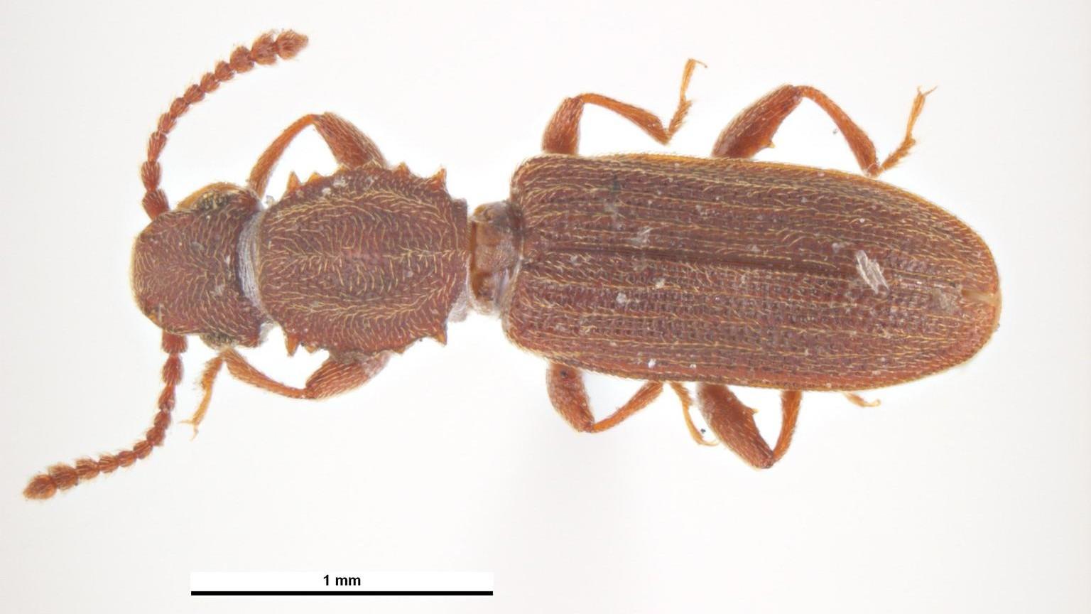 sawtoothed grain beetle