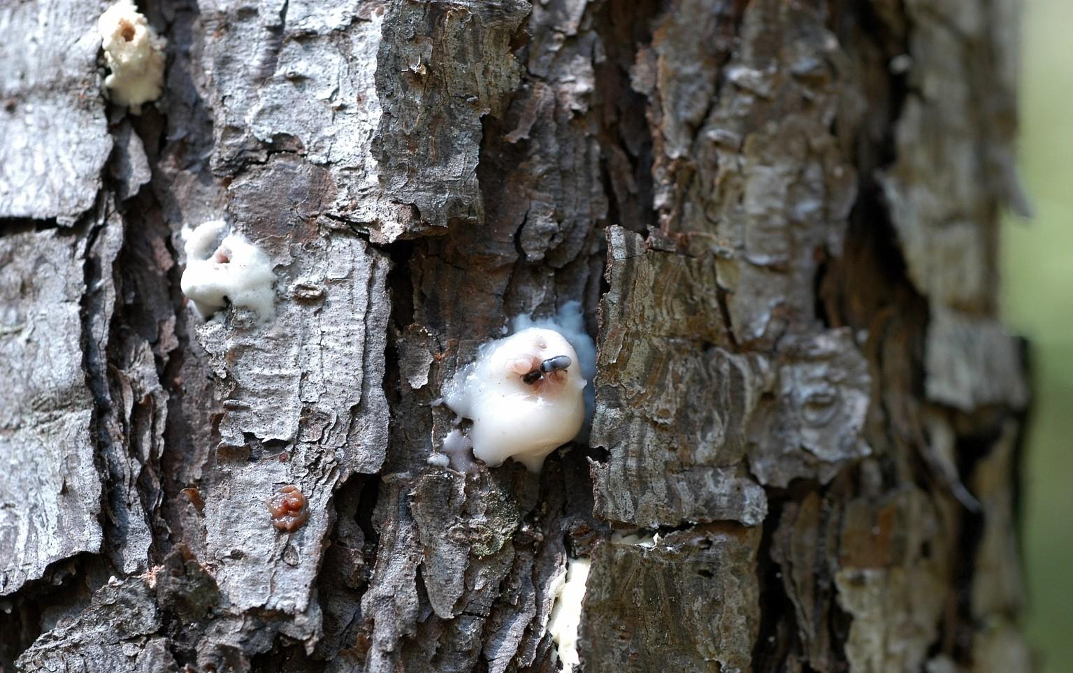 pitch tubes produced by southern pine beetles