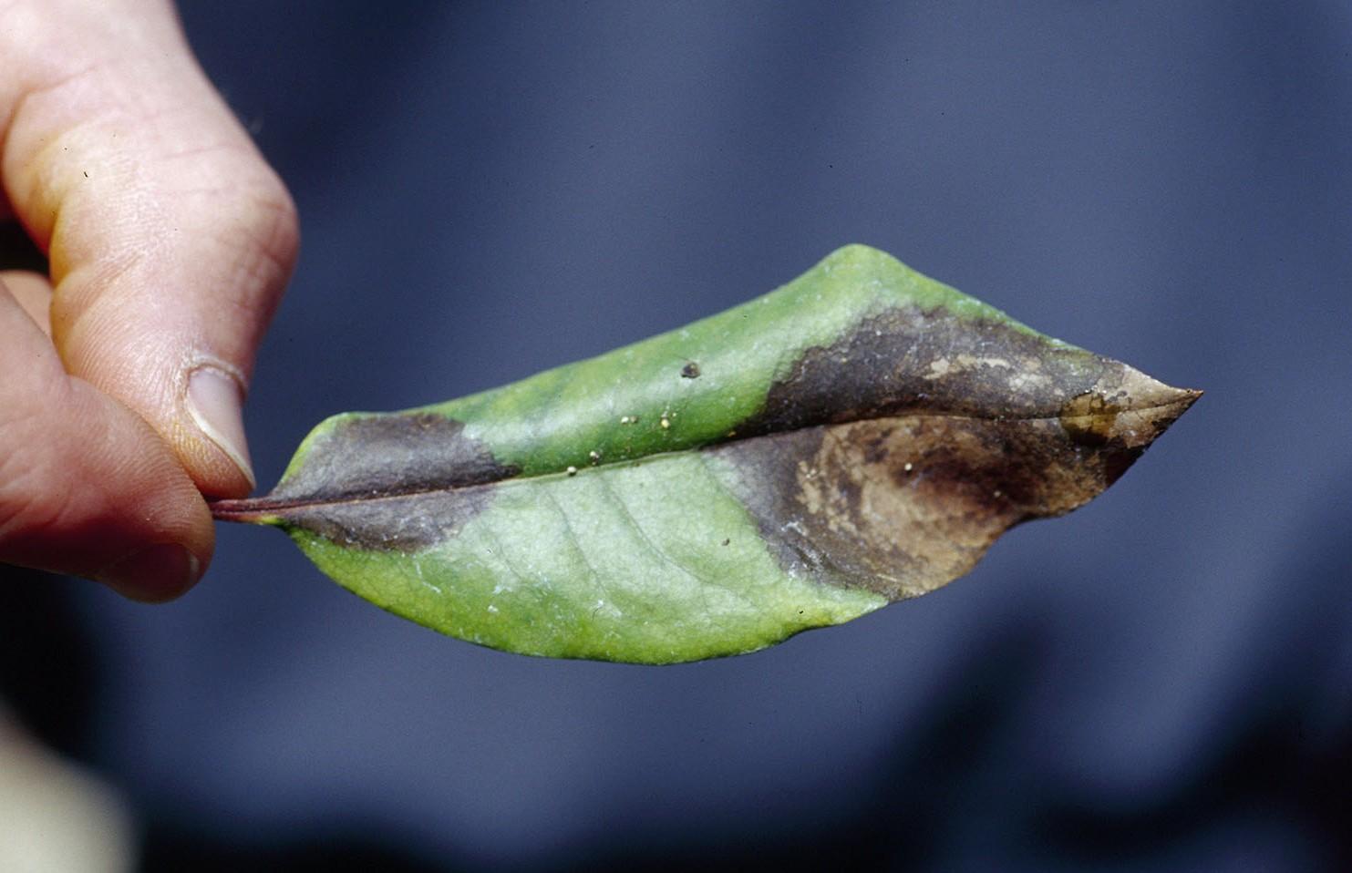 sudden oak death symptoms on rhododendron leaf