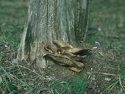 Trunk rot