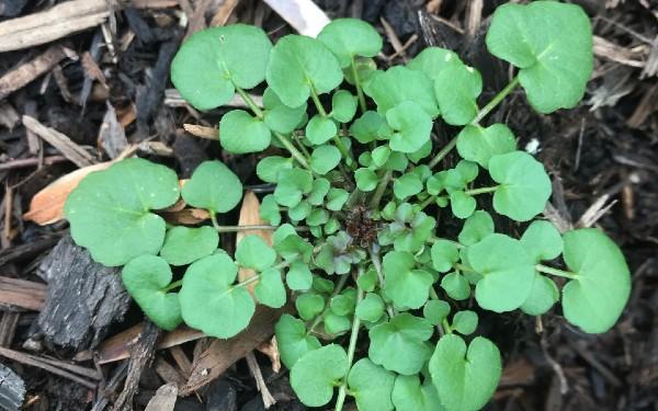 hairy bittercress seedling