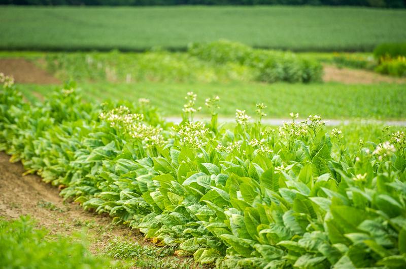 Crops being grown at the Central Maryland Research and Education Center.