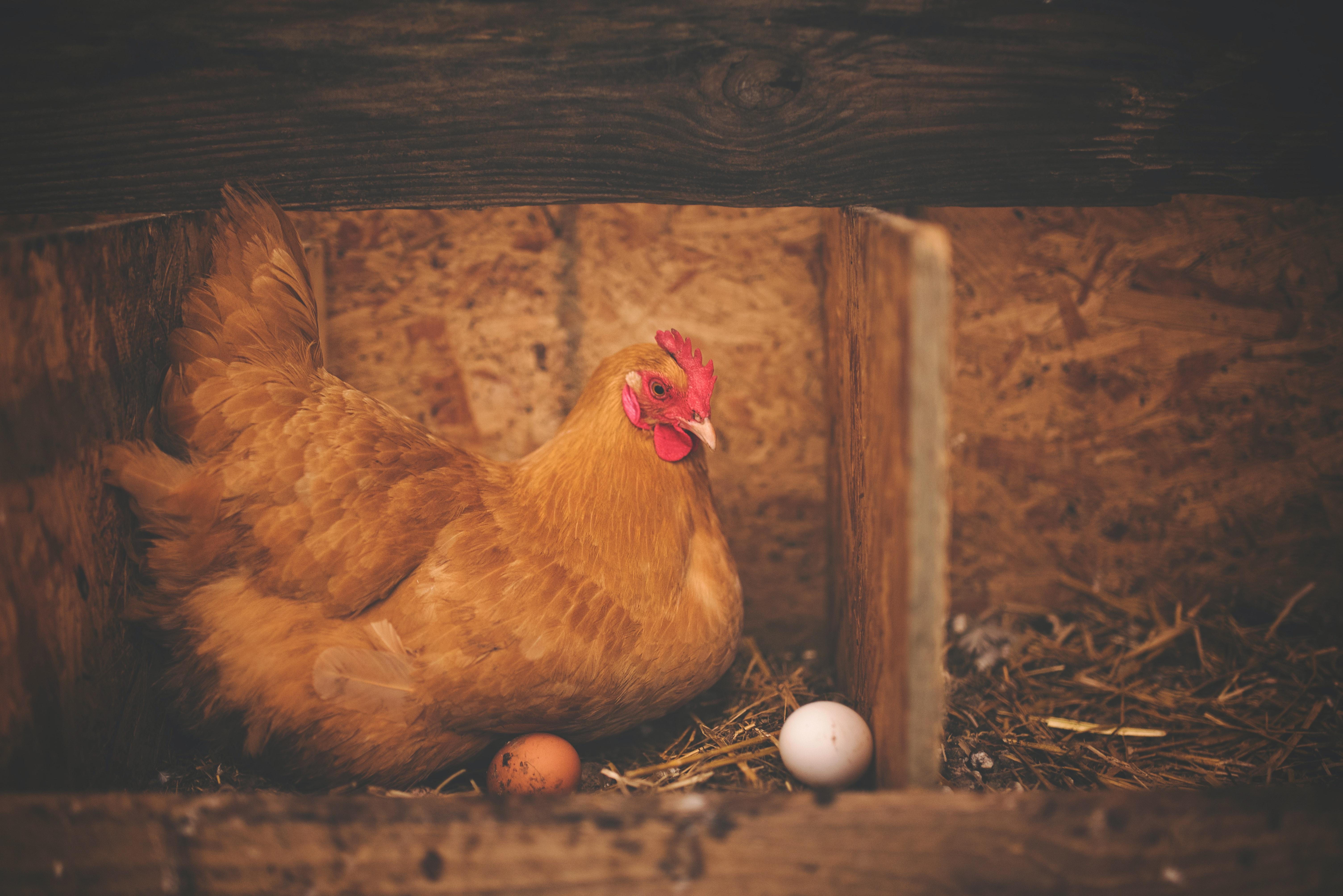 Chicken housing