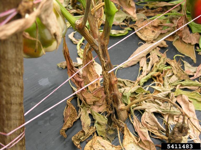 phytophthora on pepper