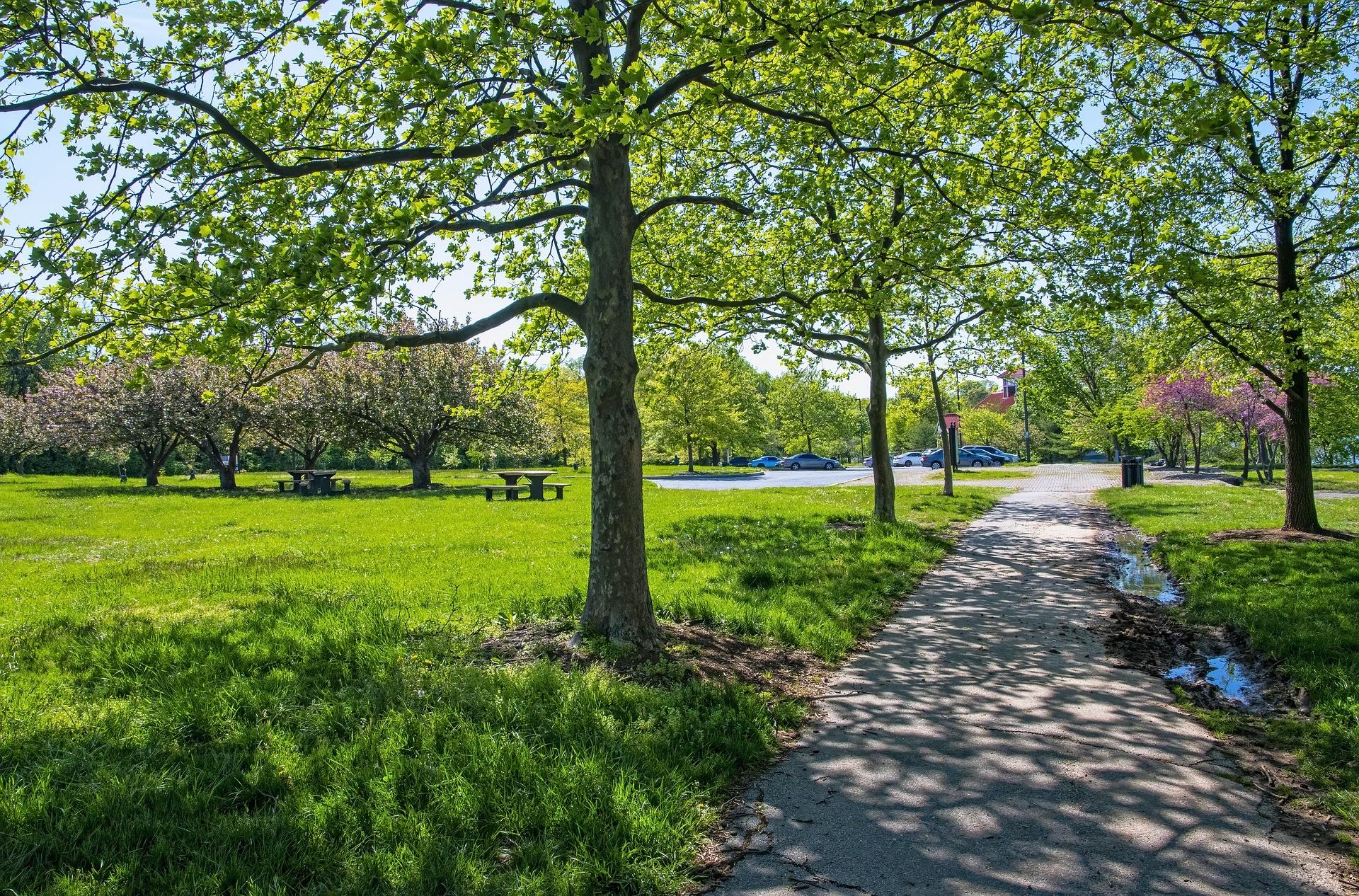 trees providing shade at middle branch park