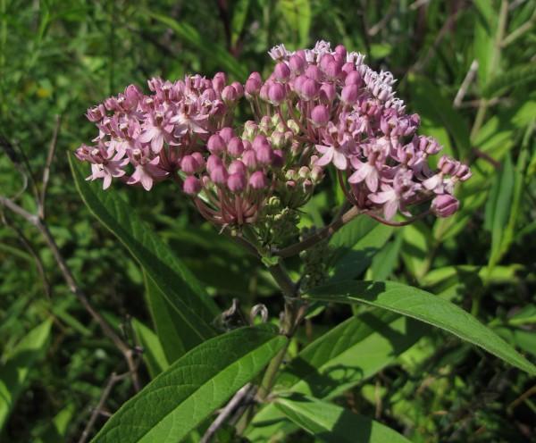 Blooms of swamp milkweed.