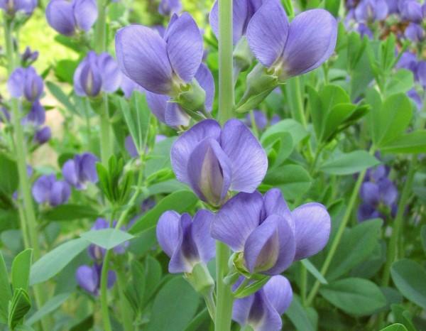 Blooms of native perennial false indigo.