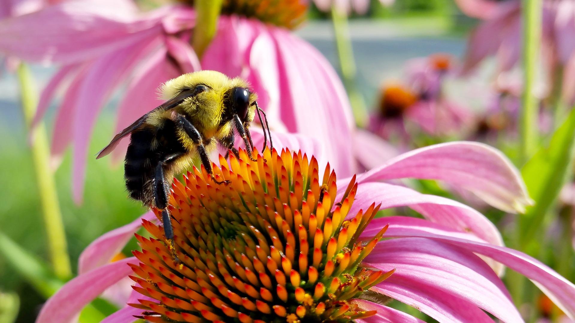 bumble bee on a purple coneflower