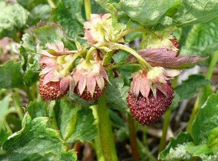 Fig. 4 Cyclamen mite damage to strawberry fruit. 