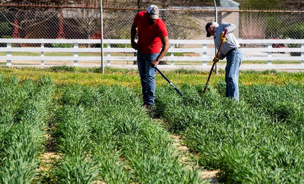 Fig. 4. Wheat plots being hand-weeded. Attribute: Fred Miller, Arkansas Agri Media (CC).