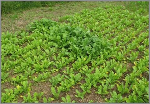 Forage radish spotty due to inadequate nutrients