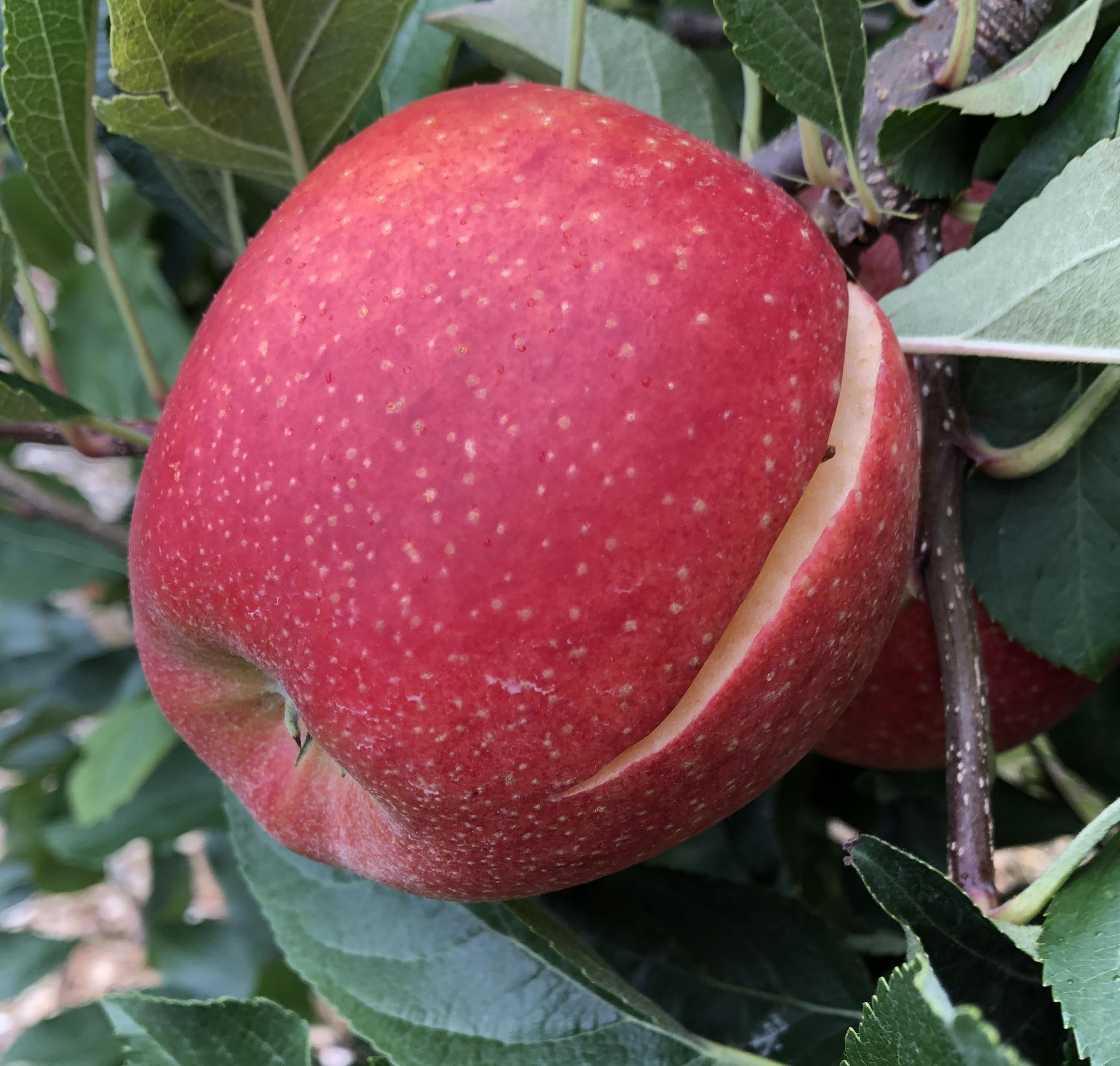 Rain Cracking of Tree-Ripe Regal Gala Apple.