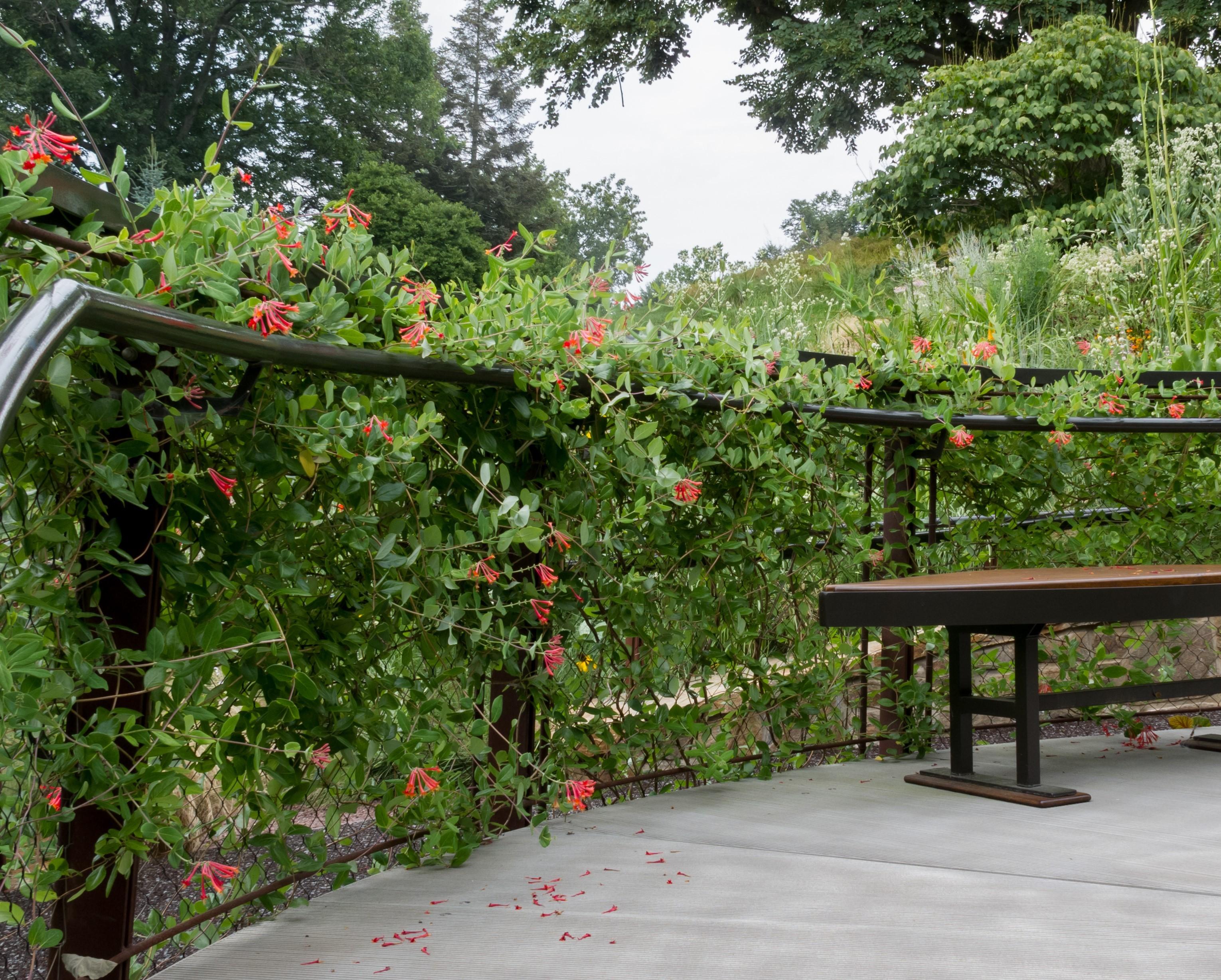 vines with red flowers used on a railing