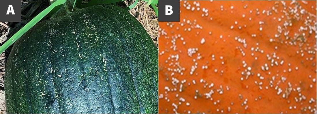 Fig. 3. Plectosporium lesions on green fruit (A) and on orange fruit (B)