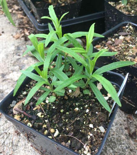 a pot of new butterfly milkweed plants