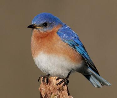 Eastern bluebird sitting on a post.