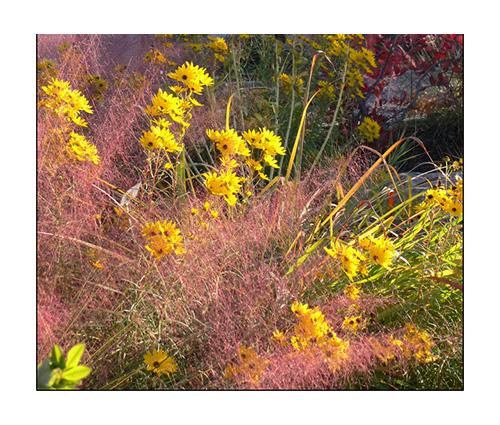 Maryland native plant