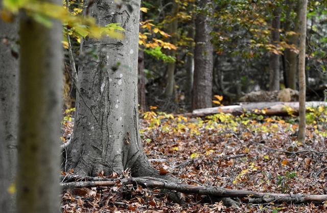 The areas targeted for protection by the new Southern Maryland Woodlands National Wildlife Refuge provide habitat for forest-interior and grassland-dependent birds as well as waterfowl and shorebirds. Photo courtesy Matt Kane/The Nature Conservancy