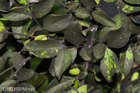 Heavy sooty mold on crape myrtle foliage caused by crapemytle bark scale