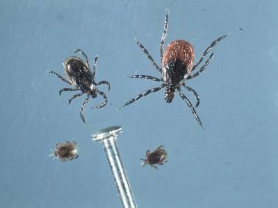 blacklegged ticks