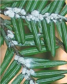 Hemlock Woolly Adelgid