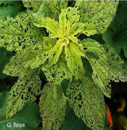 Pale striped flea beetle feeding on amaranthus weed 