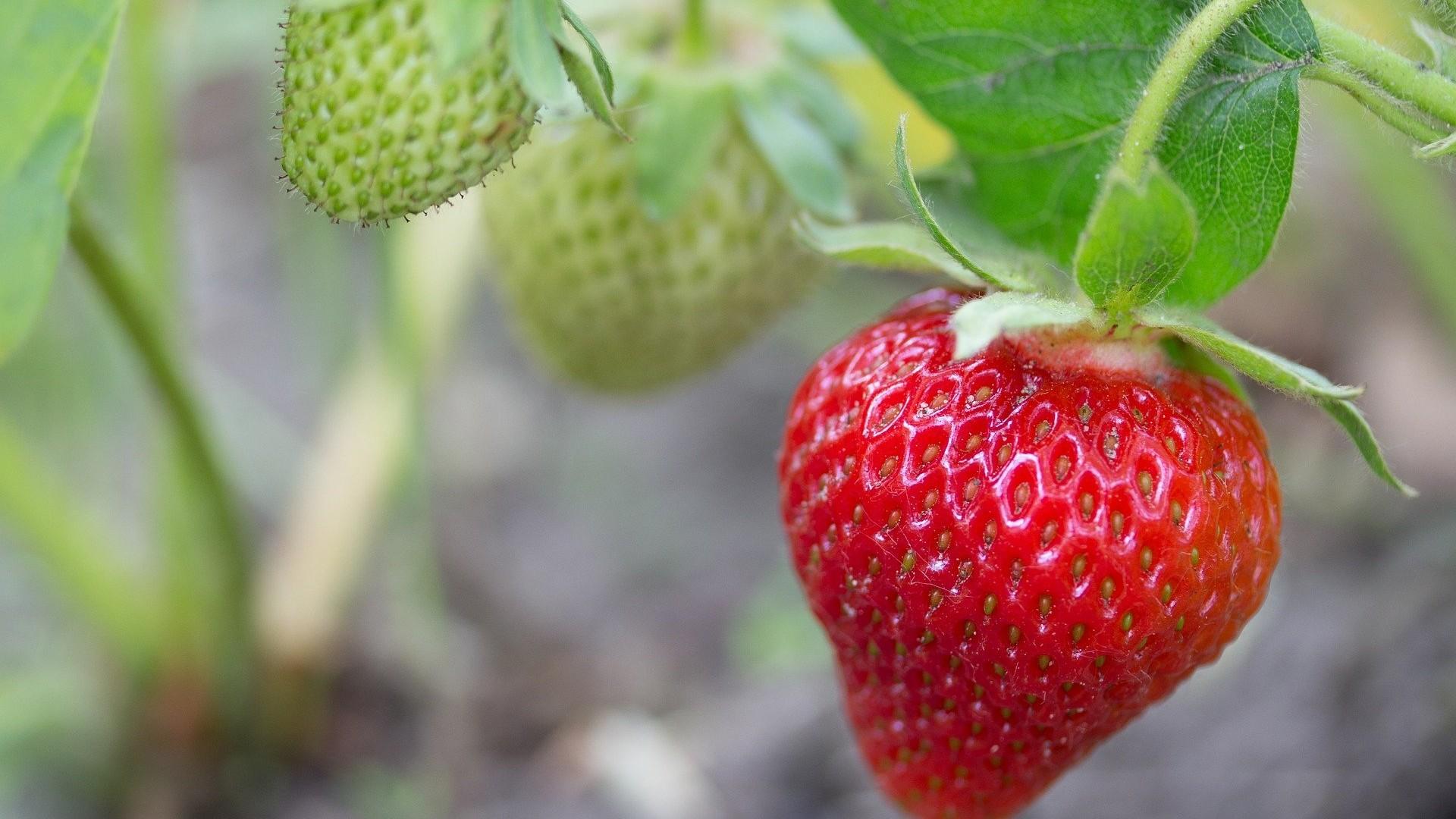 ripe strawberry ready to be picked