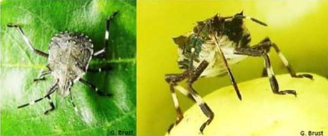 BMSB nymphs feeding on pepper