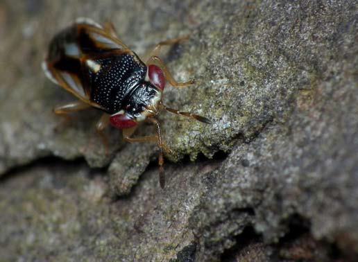 Big Eyed Bug