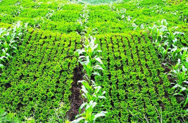 Taro and Corn Intercropping