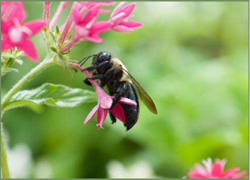 Figure 3: Consider what features motivate your customers to purchase your product. If you have a pollinator garden next to your vegetable patch, take photos and share them on social media as part of your marketing campaign. Photo by Edwin Remsberg, ©University of Maryland—AGNR Image Library.