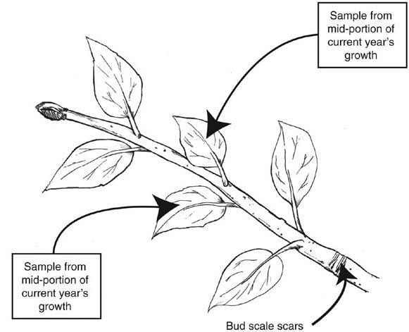 FIGURE 1. Proper sampling locations for fruit trees (Drawn by Pete Mazzochi, Former Senior Graphic Designer, College of AGNR)