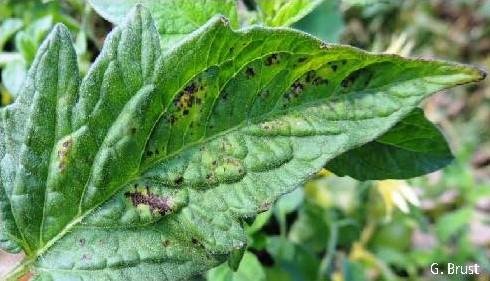 Bacterial spot on a tomato leaf