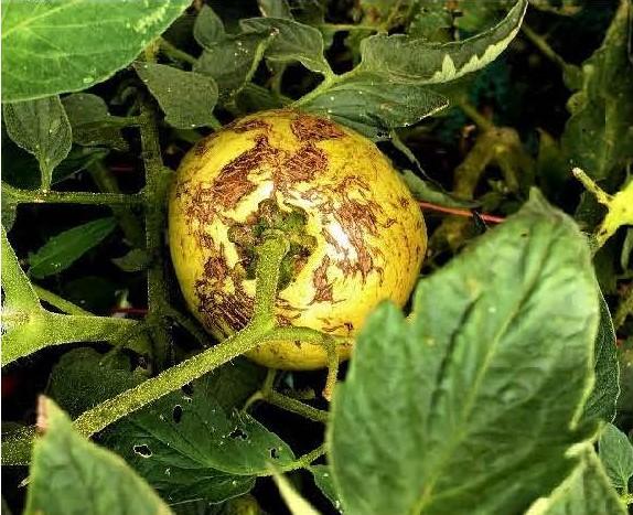 Rain check on tomato fruit