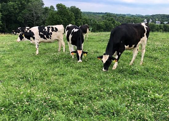 Dairy Cows Grazing