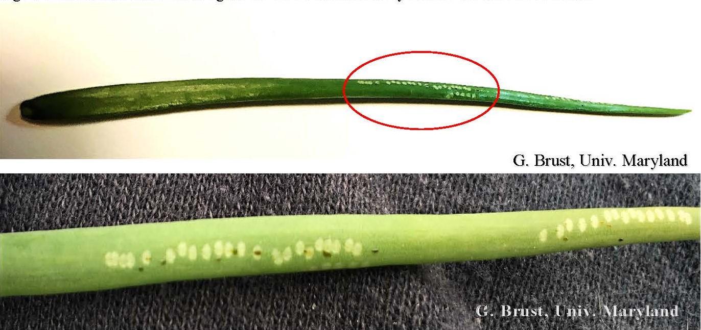 Onion leaf blades showing round white dots made by female Allium leaf miners 