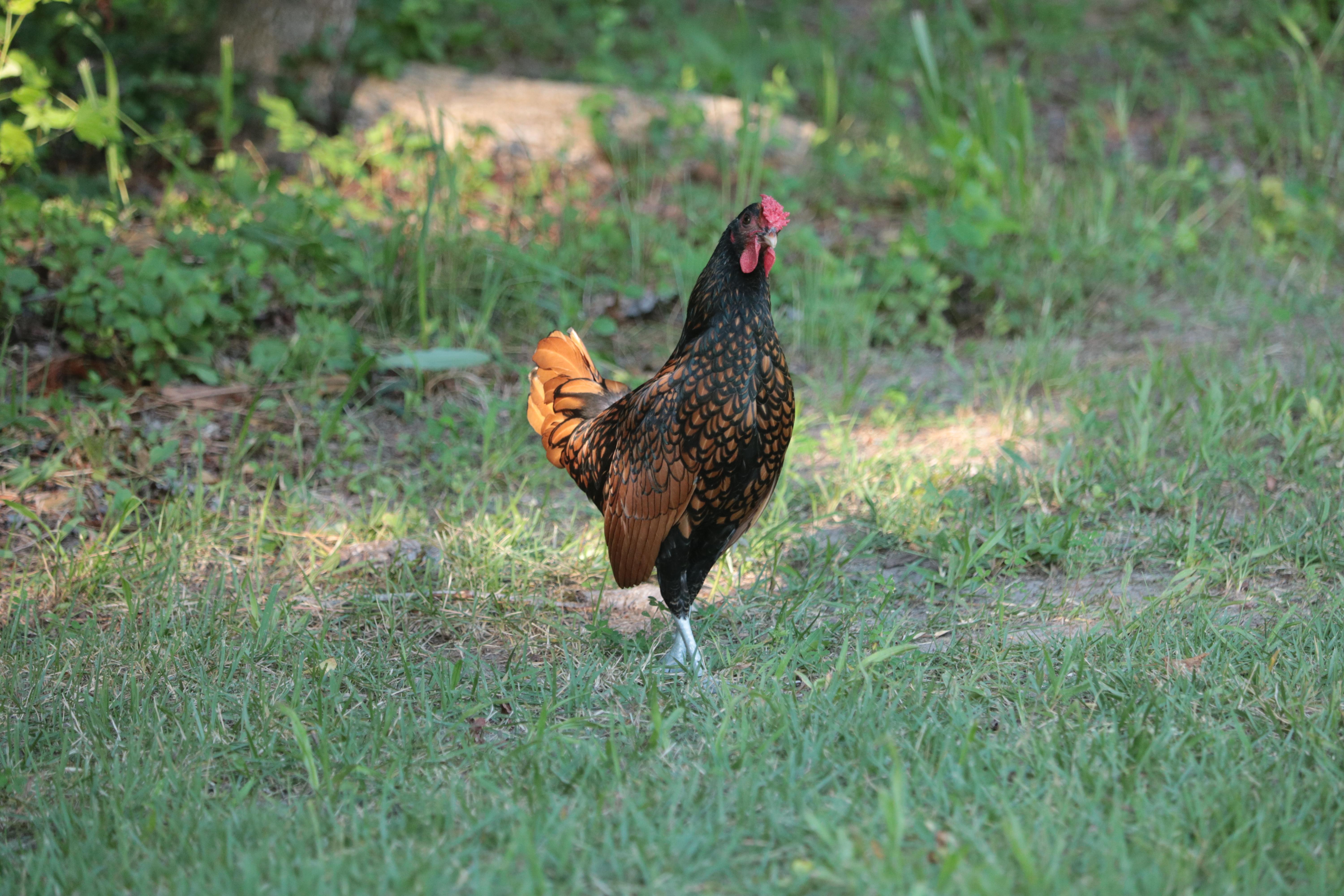 Poultry_JM_Backyard