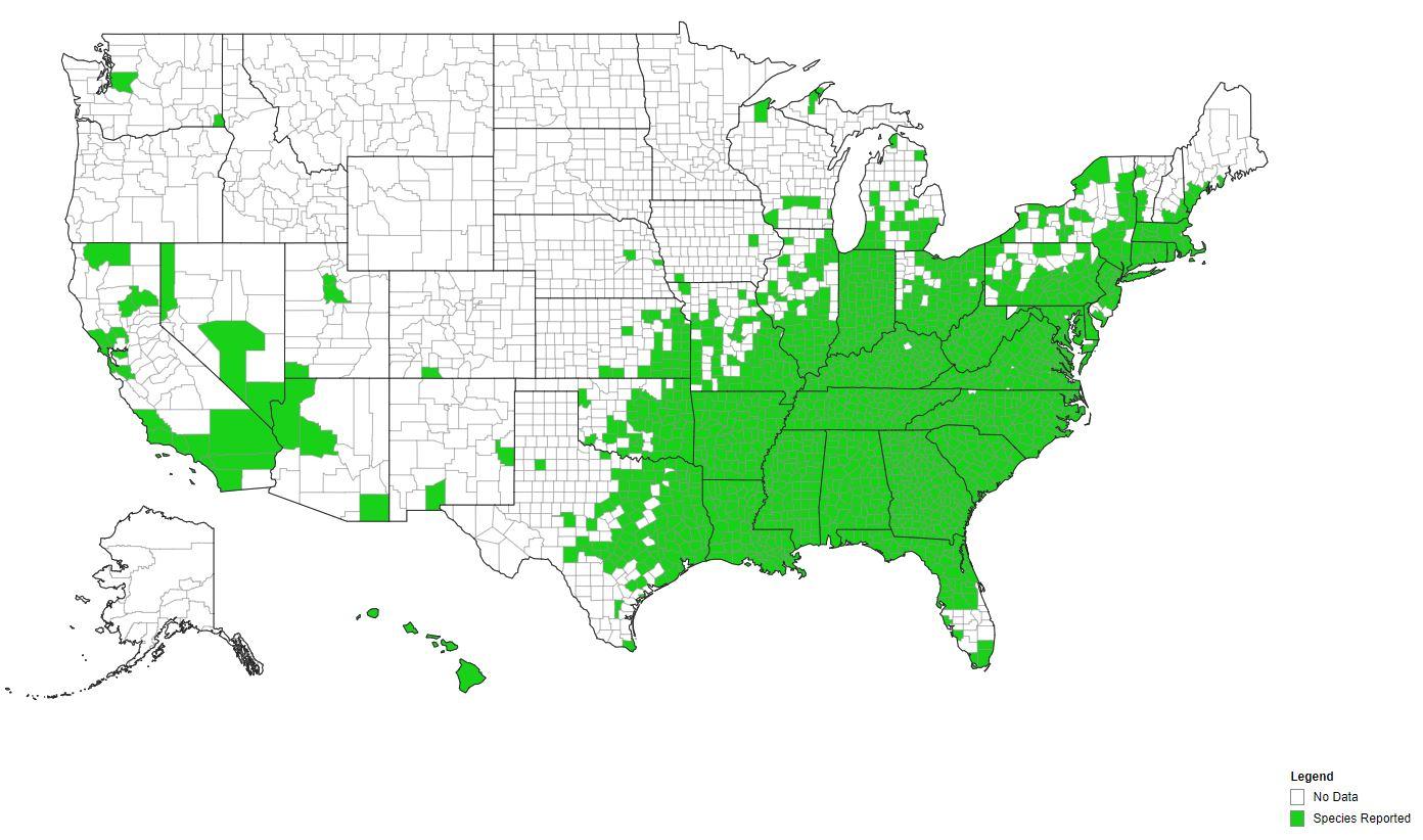 Japanese honeysuckle US county distribution. Courtesy eddmaps.org.