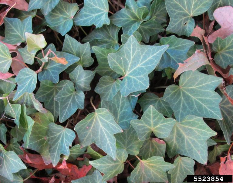 English Ivy leaves close up