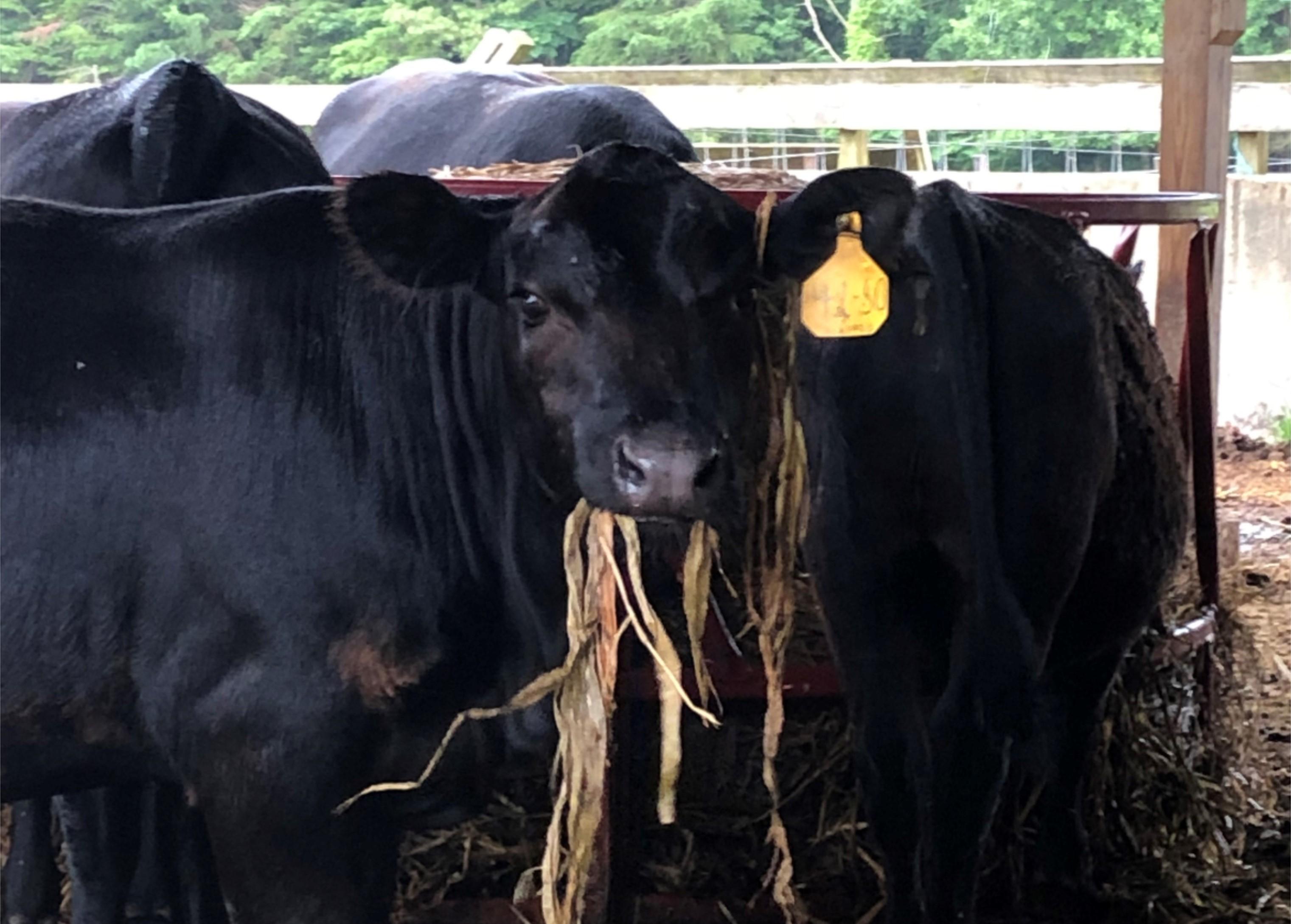 Cattle feeding