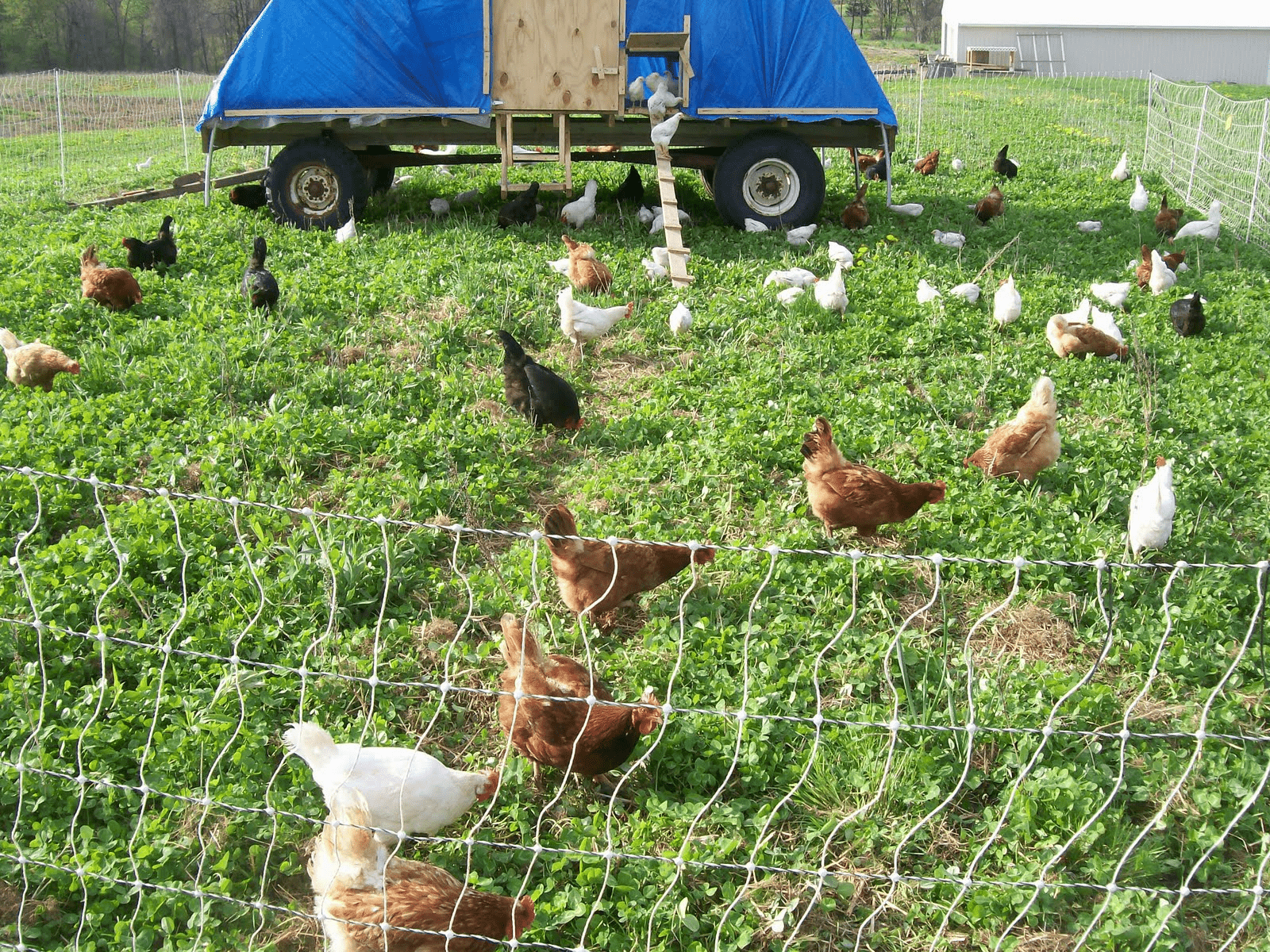 Small Flock Chickens in backyard setting