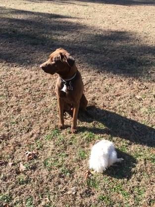 Predators of chickens includes dog