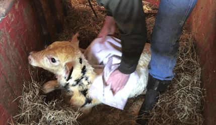 Figure 2. Ensuring newborn calves are dried off quickly after birth is critical during cold weather.