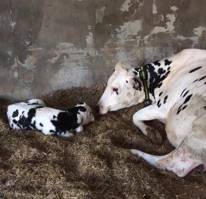 Cow with calf