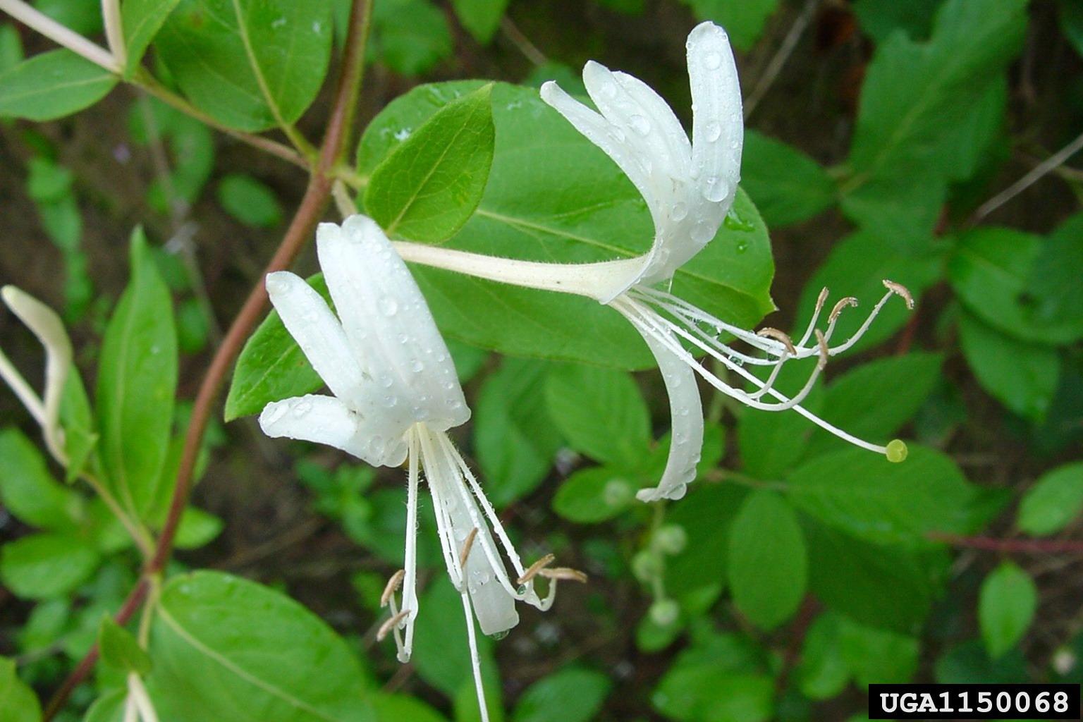 Japanese honeysuckle. Photo by Chuck Bargeron, University of Georgia, bugwood.org 