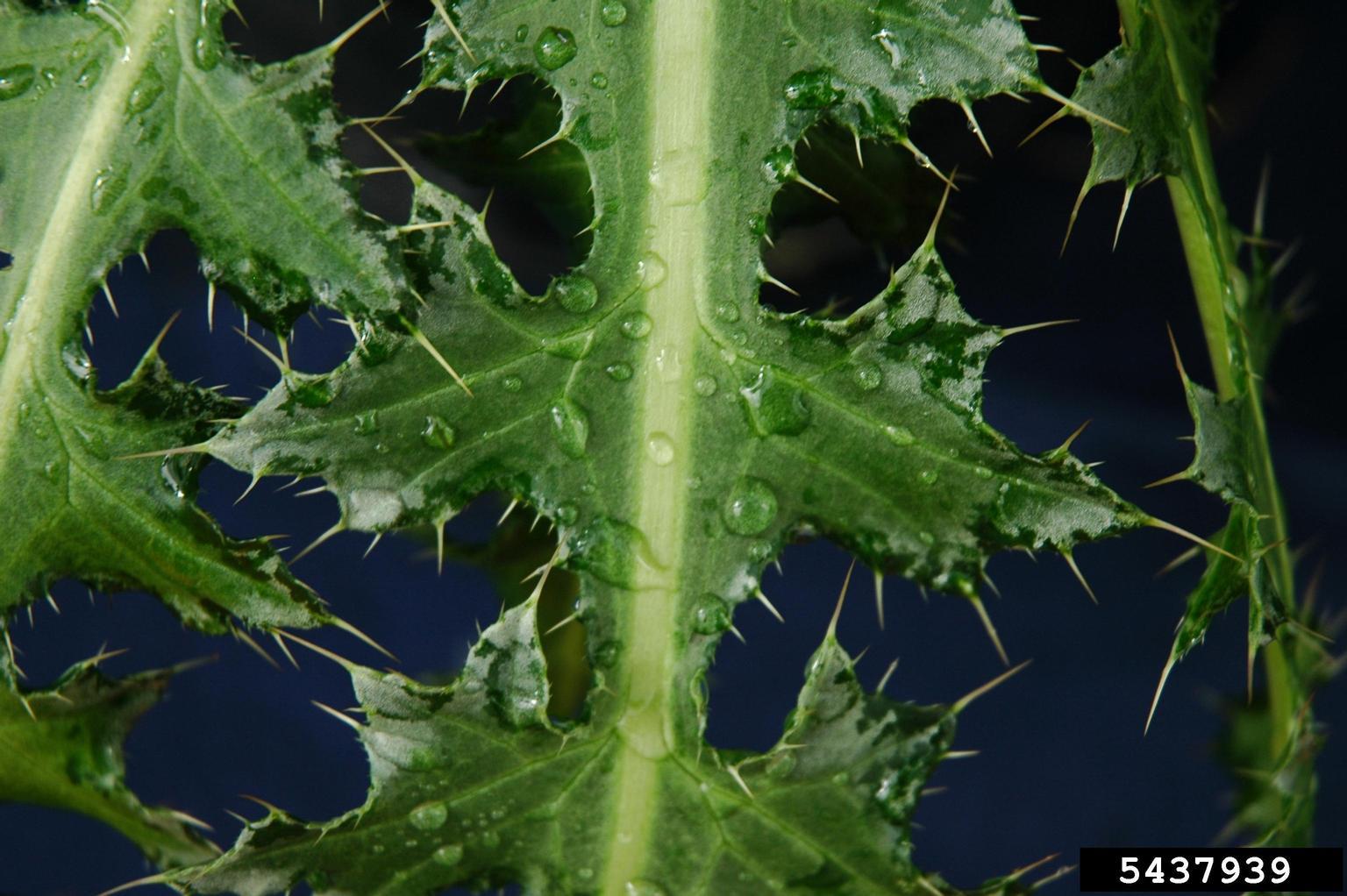 Musk thistle foliage. Photo by Bruce Ackley, The Ohio State  University, Bugwood.org